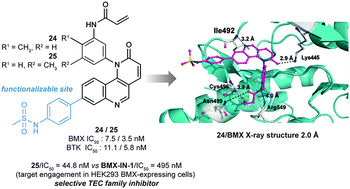 Graphical abstract: Structural and biophysical insights into the mode of covalent binding of rationally designed potent BMX inhibitors