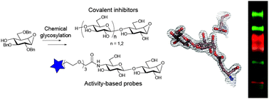 Graphical abstract: Glycosylated cyclophellitol-derived activity-based probes and inhibitors for cellulases