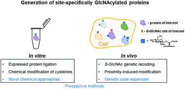 Graphical abstract: Tools for functional dissection of site-specific O-GlcNAcylation