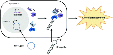 Graphical abstract: A live-cell assay for the detection of pre-microRNA–protein interactions