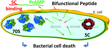 Graphical abstract: Antibacterial activity of a dual peptide targeting the Escherichia coli sliding clamp and the ribosome