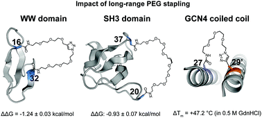 Graphical abstract: Long-range PEG stapling: macrocyclization for increased protein conformational stability and resistance to proteolysis