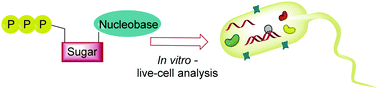 Graphical abstract: Modified nucleoside triphosphates in bacterial research for in vitro and live-cell applications