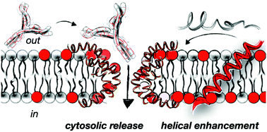 Graphical abstract: Short oligoalanine helical peptides for supramolecular nanopore assembly and protein cytosolic delivery