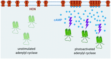 Graphical abstract: Optogenetic modulation of real-time nanoscale dynamics of HCN channels using photoactivated adenylyl cyclases