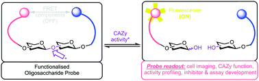 Graphical abstract: Illuminating glycoscience: synthetic strategies for FRET-enabled carbohydrate active enzyme probes