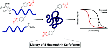 Graphical abstract: Chemical synthesis of a haemathrin sulfoprotein library reveals enhanced thrombin inhibition following tyrosine sulfation