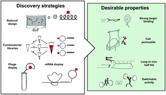 Graphical abstract: Strategies to expand peptide functionality through hybridisation with a small molecule component