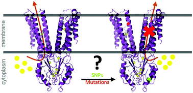 Graphical abstract: Metal transport mechanism of the cation diffusion facilitator (CDF) protein family – a structural perspective on human CDF (ZnT)-related diseases
