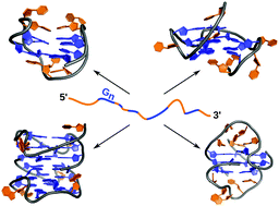 Graphical abstract: Structural motifs and intramolecular interactions in non-canonical G-quadruplexes