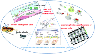 Graphical abstract: Biological functions of supramolecular assemblies of small molecules in the cellular environment