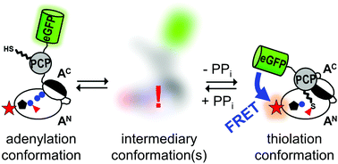 Graphical abstract: Intermediary conformations linked to the directionality of the aminoacylation pathway of nonribosomal peptide synthetases