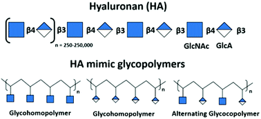 Graphical abstract: Hyaluronan (HA)-inspired glycopolymers as molecular tools for studying HA functions