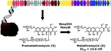 Graphical abstract: Metathramycin, a new bioactive aureolic acid discovered by heterologous expression of a metagenome derived biosynthetic pathway