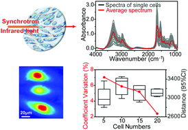 Graphical abstract: How many cells are enough for single-cell infrared spectroscopy?