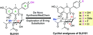 Graphical abstract: The affinity of RSK for cylitol analogues of SL0101 is critically dependent on the B-ring C-4′-hydroxy