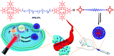 Graphical abstract: Hydrophilic polyphosphoester-conjugated fluorinated chlorin as an entirely biodegradable nano-photosensitizer for reliable and efficient photodynamic therapy
