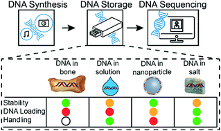 Graphical abstract: Stabilizing synthetic DNA for long-term data storage with earth alkaline salts