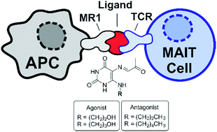 Graphical abstract: Agonistic or antagonistic mucosal-associated invariant T (MAIT) cell activity is determined by the 6-alkylamino substituent on uracil MR1 ligands