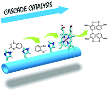Graphical abstract: Cross-β amyloid nanotubes for hydrolase–peroxidase cascade reactions