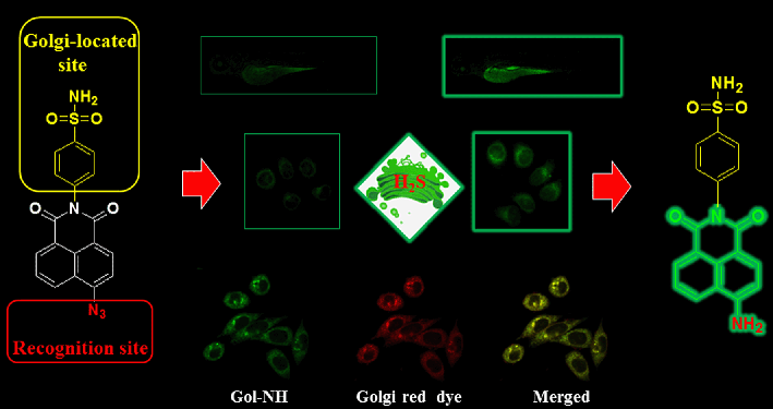Graphical abstract: A new phenylsulfonamide-based Golgi-targeting fluorescent probe for H2S and its bioimaging applications in living cells and zebrafish