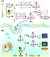 Graphical abstract: Sensitive RNase A detection and intracellular imaging using a natural compound-assisted tetrahedral DNA nanoprobe