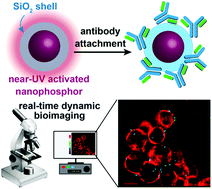 Graphical abstract: Silica-coated phosphorescent nanoprobes for selective cell targeting and dynamic bioimaging of pathogen–host cell interactions