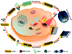 Graphical abstract: Janus and core@shell gold nanorod@Cu2−xS supraparticles: reactive site regulation fabrication, optical/catalytic synergetic effects and enhanced photothermal efficiency/photostability