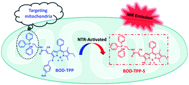 Graphical abstract: Precise imaging of mitochondria in cancer cells by real-time monitoring of nitroreductase activity with a targetable and activatable fluorescent probe