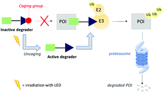 Graphical abstract: A caged E3 ligase ligand for PROTAC-mediated protein degradation with light