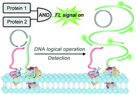 Graphical abstract: A DNA logic gate with dual-anchored proximity aptamers for the accurate identification of circulating tumor cells