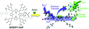 Graphical abstract: Supramolecular ultrafast energy and electron transfer in a directly linked BODIPY–oxoporphyrinogen dyad upon fluoride ion binding