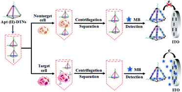Graphical abstract: A label-free homogeneous electrochemical cytosensor for the ultrasensitive detection of cancer cells based on multiaptamer-functionalized DNA tetrahedral nanostructures