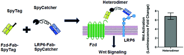 Graphical abstract: One-pot synthesis of heterodimeric agonists that activate the canonical Wnt signaling pathway