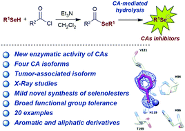 Graphical abstract: Selenolesterase enzyme activity of carbonic anhydrases