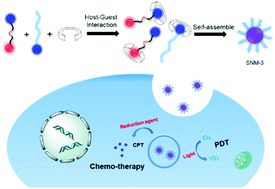 Graphical abstract: A supramolecular assembly mediated by host–guest interactions for improved chemo–photodynamic combination therapy