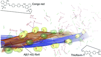 Graphical abstract: Binding modes of thioflavin T and Congo red to the fibril structure of amyloid-β(1–42)