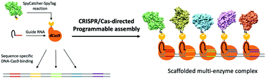 Graphical abstract: CRISPR/Cas-directed programmable assembly of multi-enzyme complexes