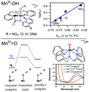 Graphical abstract: Concerted proton–electron transfer reactions of manganese–hydroxo and manganese–oxo complexes