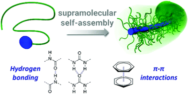 Graphical abstract: Supramolecular polymer bottlebrushes