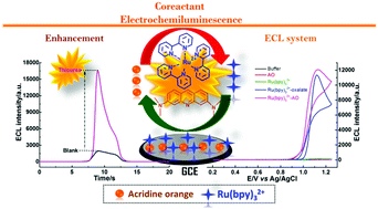 Graphical abstract: Acridine orange as a coreactant for efficient electrogenerated chemiluminescence of tris(2,2′-bipyridine)ruthenium(ii) and its use in selective and sensitive detection of thiourea