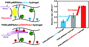Graphical abstract: Control of microenvironment around enzymes by hydrogels
