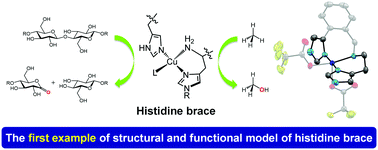Graphical abstract: Modelling a ‘histidine brace’ motif in mononuclear copper monooxygenases