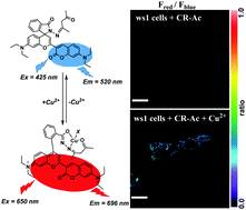 Graphical abstract: A novel near-infrared turn-on and ratiometric fluorescent probe capable of copper(ii) ion determination in living cells