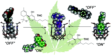 Graphical abstract: Selective sensing of THC and related metabolites in biofluids by host:guest arrays