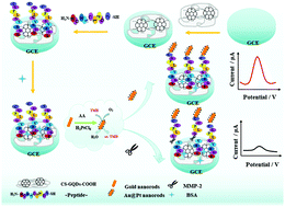 Graphical abstract: A H2O2-free electrochemical peptide biosensor based on Au@Pt bimetallic nanorods for highly sensitive sensing of matrix metalloproteinase 2