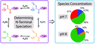 Graphical abstract: N-Terminal speciation for native chemical ligation