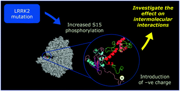 Graphical abstract: An investigation into the effect of ribosomal protein S15 phosphorylation on its intermolecular interactions by using phosphomimetic mutant