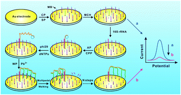 Graphical abstract: An ultrasensitive electrochemical biosensor for Pseudomonas aeruginosa assay based on a rolling circle amplification-assisted multipedal DNA walker
