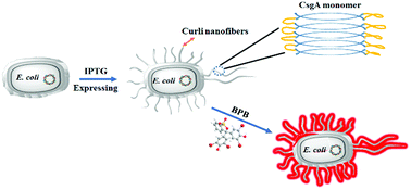 Graphical abstract: Live cell fluorescent stain of bacterial curli and biofilm through supramolecular recognition between bromophenol blue and CsgA